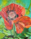 Mohn – Die rote Farbe des Sommers